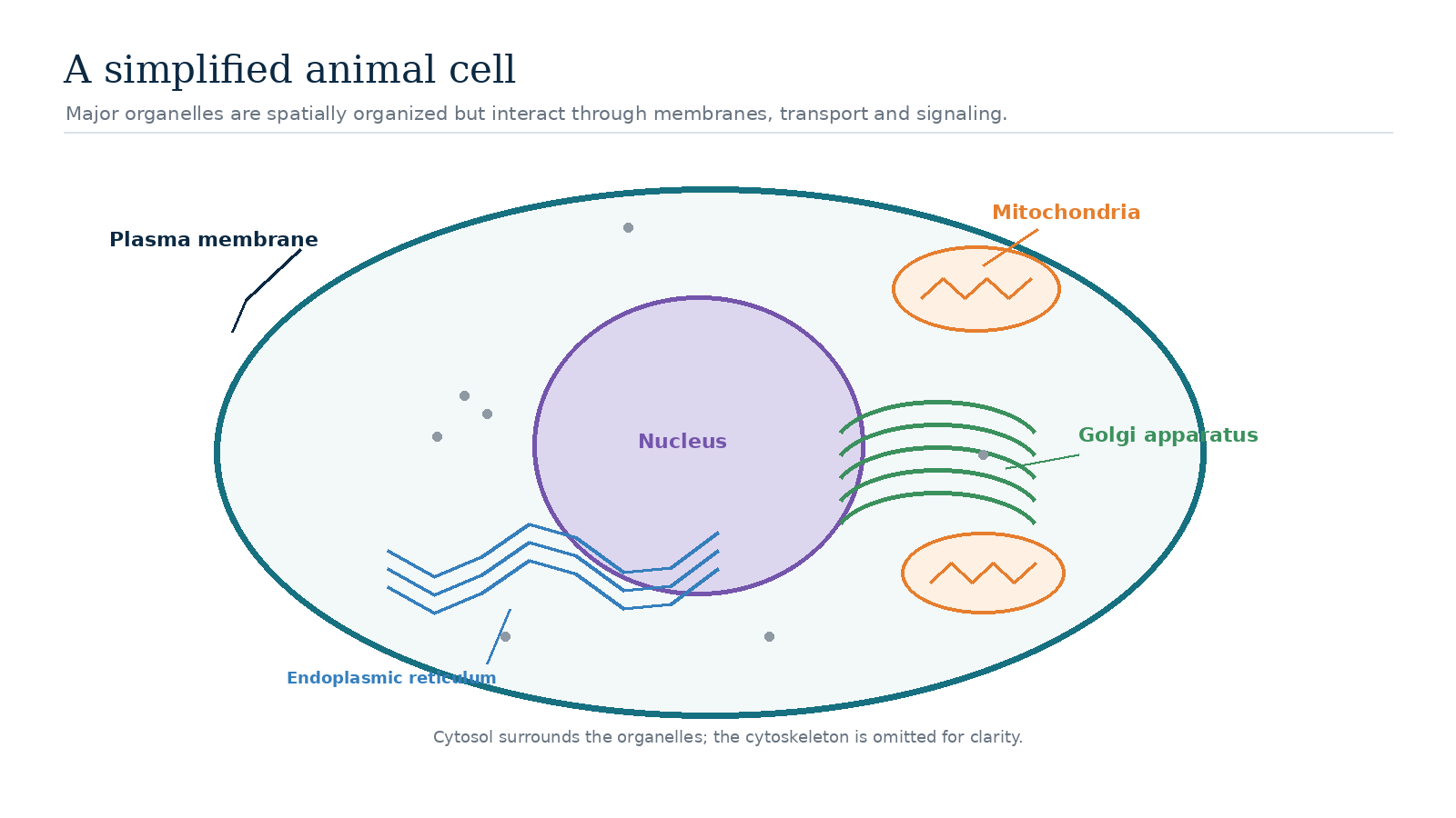 Simplified animal cell diagram showing the plasma membrane, nucleus, mitochondria, endoplasmic reticulum and Golgi apparatus.