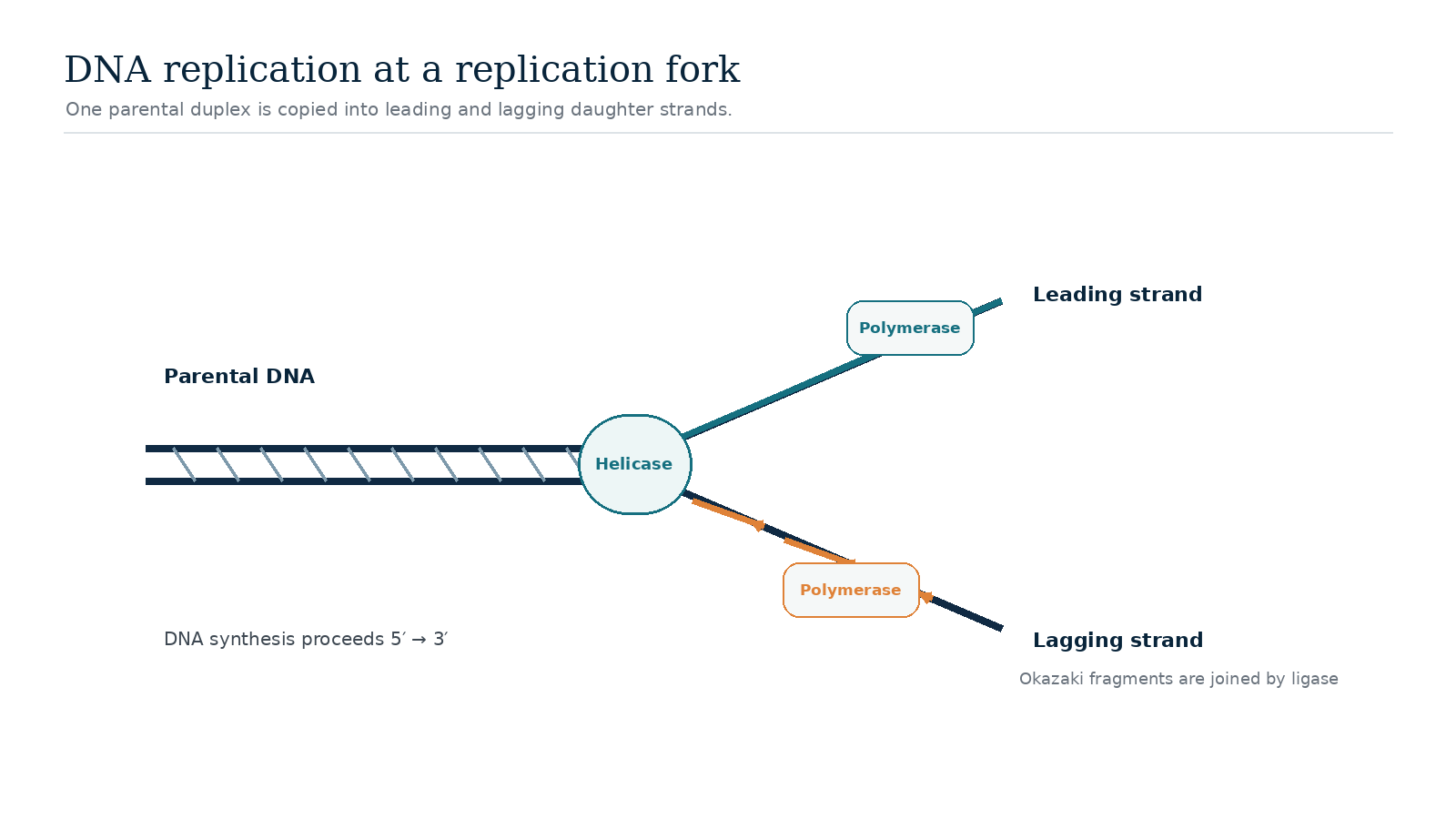 Simplified diagram of a DNA replication fork showing helicase, leading-strand synthesis and lagging-strand fragments.