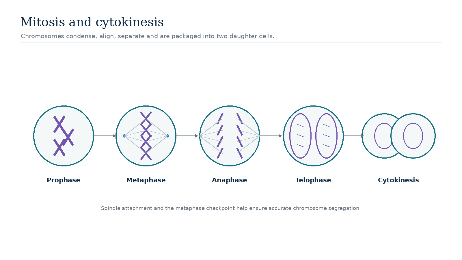 Simplified sequence of mitosis showing prophase, metaphase, anaphase, telophase and cytokinesis.