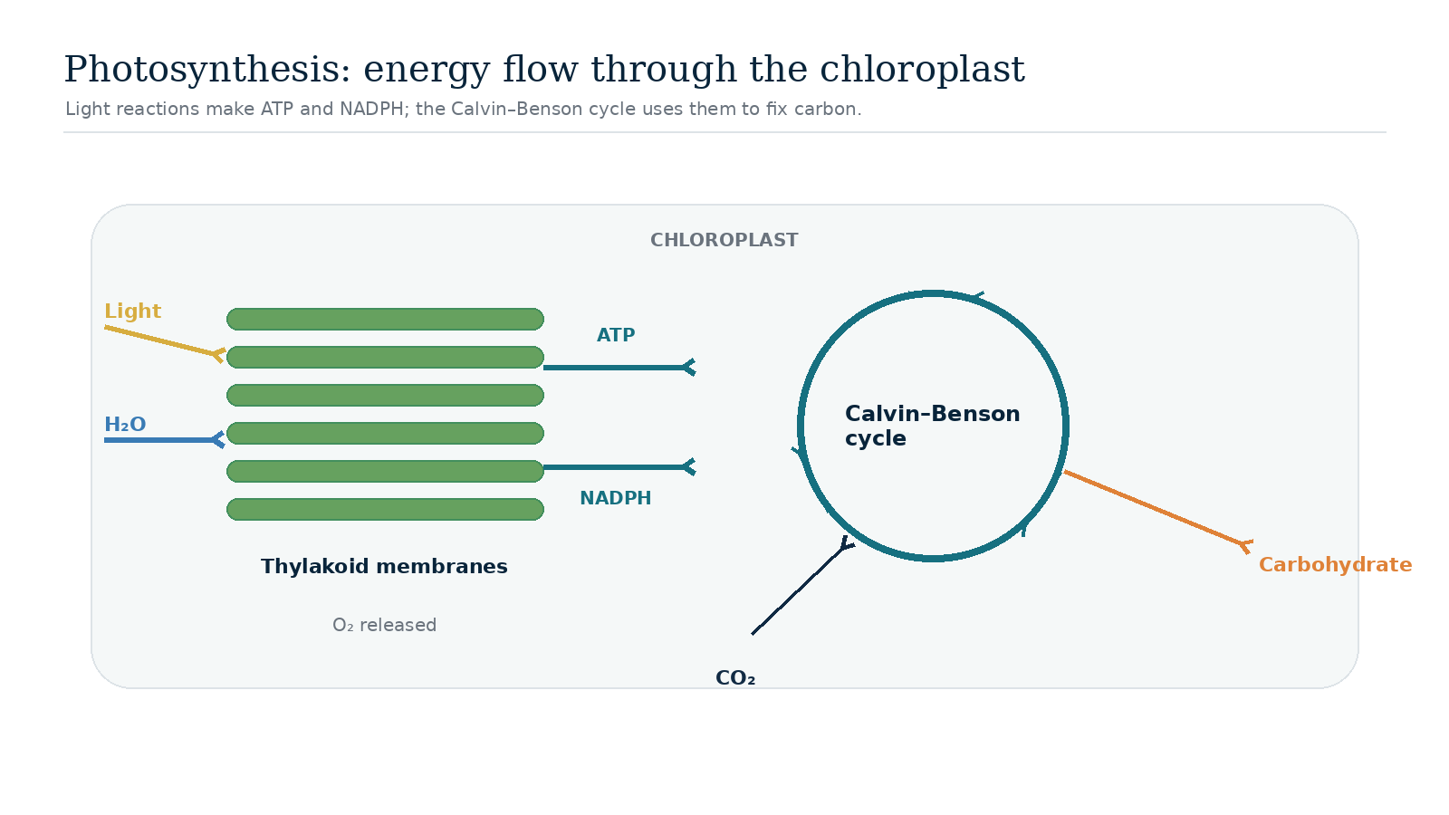 Diagram of photosynthesis showing light reactions in thylakoid membranes and the Calvin–Benson cycle in the chloroplast.