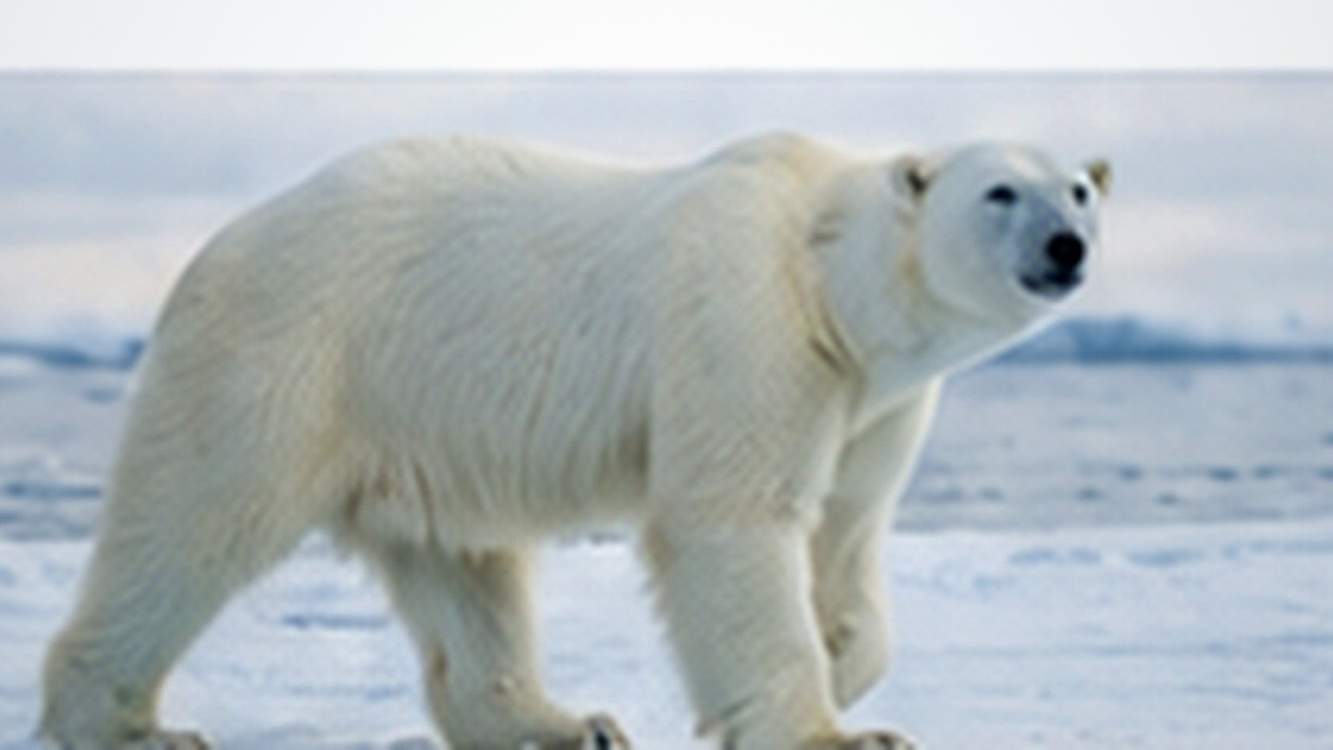 Climate Change: Causes, Evidence and Effects