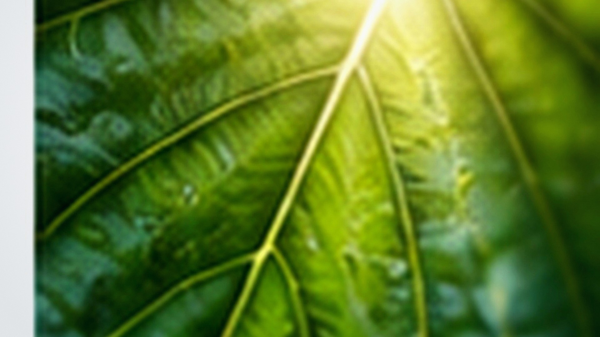 How Photosynthesis Converts Light Into Chemical Energy