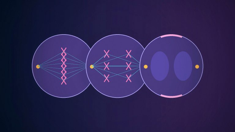 Editorial illustration of chromosomes and spindle structures during mitotic cell division.