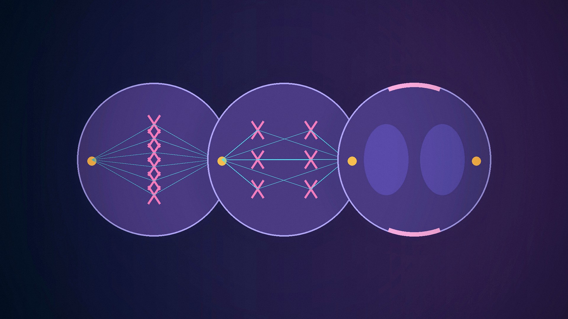 Mitosis and the Cell Cycle: Stages, Checkpoints and Control