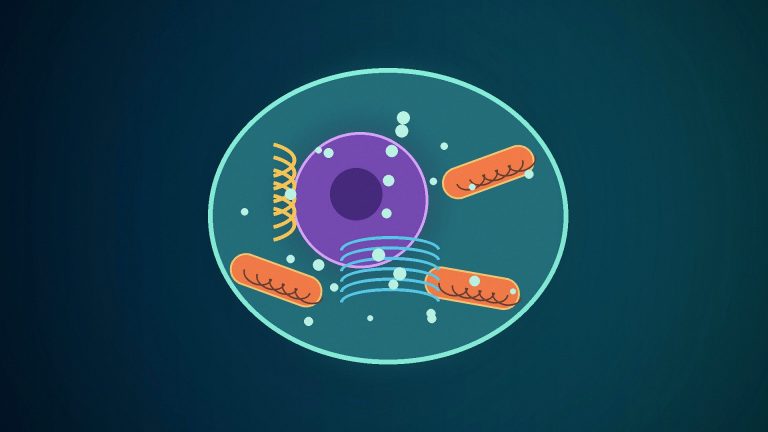 Editorial illustration of an animal cell with a nucleus, mitochondria and other major organelles.
